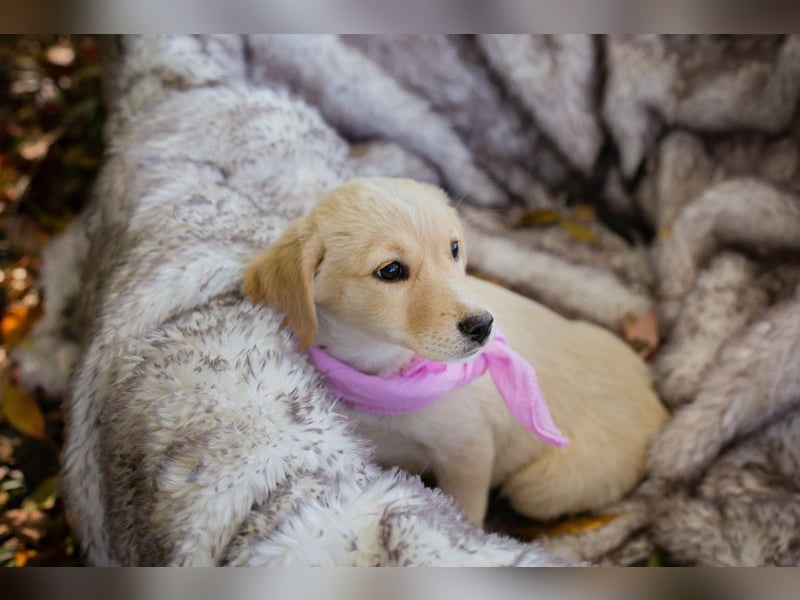 Chip 256635: Hundekind sucht ein Zuhause