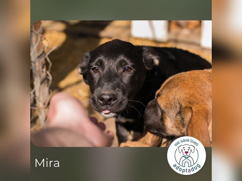 Mira: Süßes Welpenmädchen