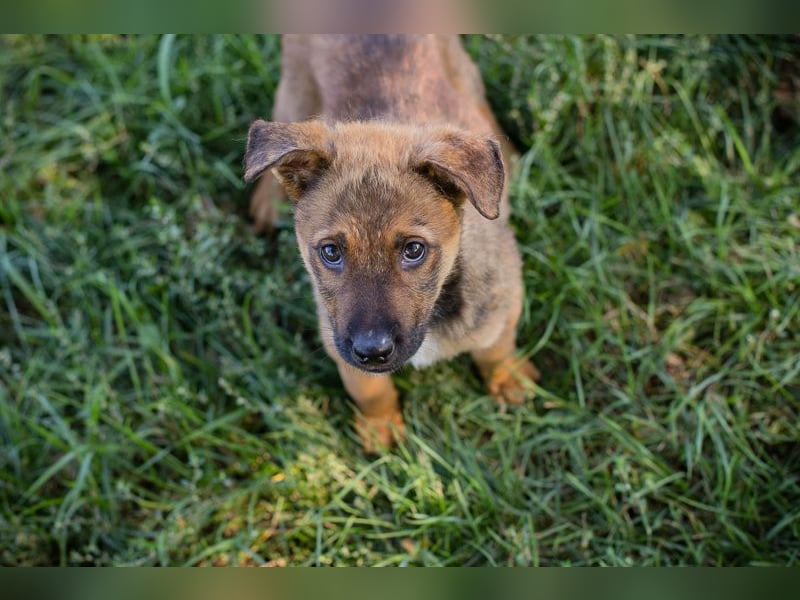 Chip 282322 sucht ein zu Hause