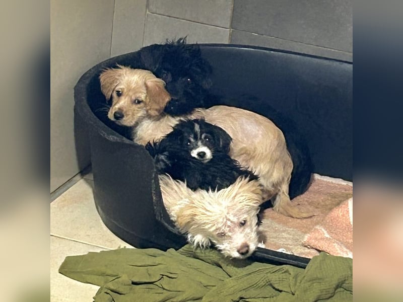 Grumpy sucht ein Zuhause