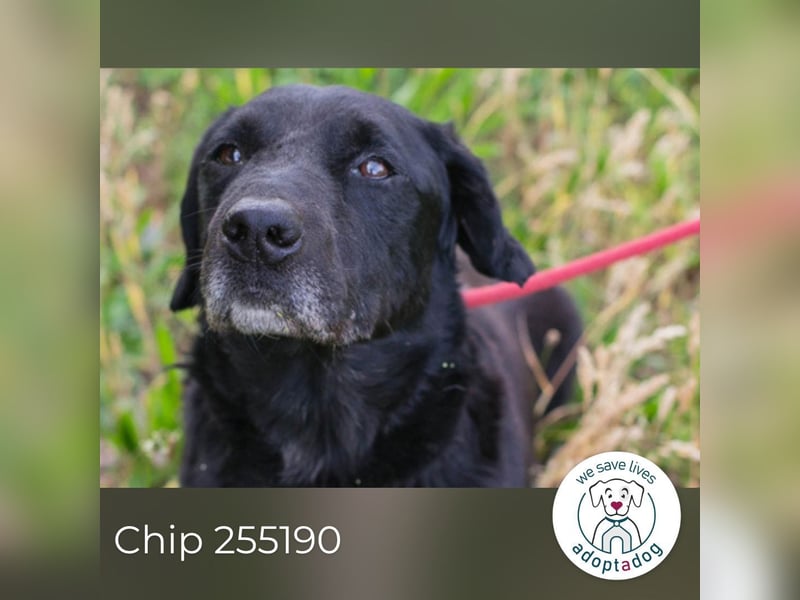 Chip 255190 sucht ein Zuhause