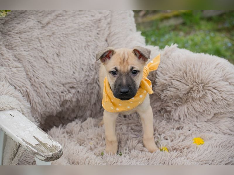 Chip 272005 sucht ein Zuhause