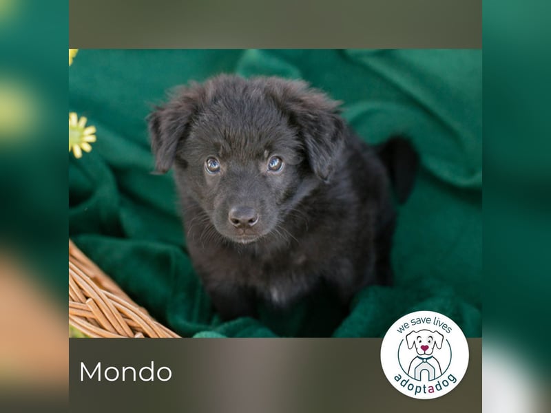 Mondo sucht ein Zuhause