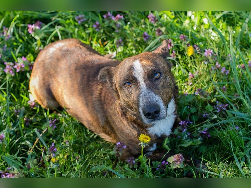 Chip 255560 sucht ein Zuhause