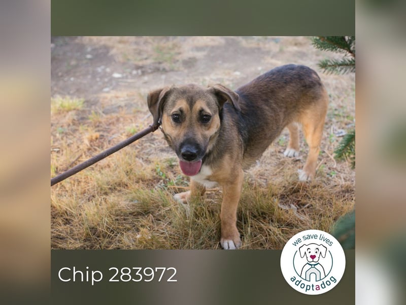 Chip 283972 sucht ein zu Hause