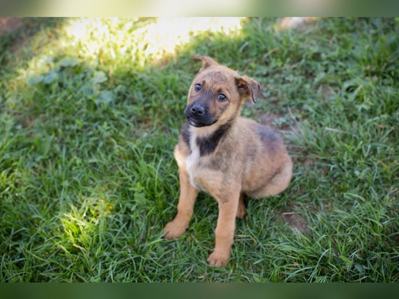 Chip 282322 sucht ein zu Hause