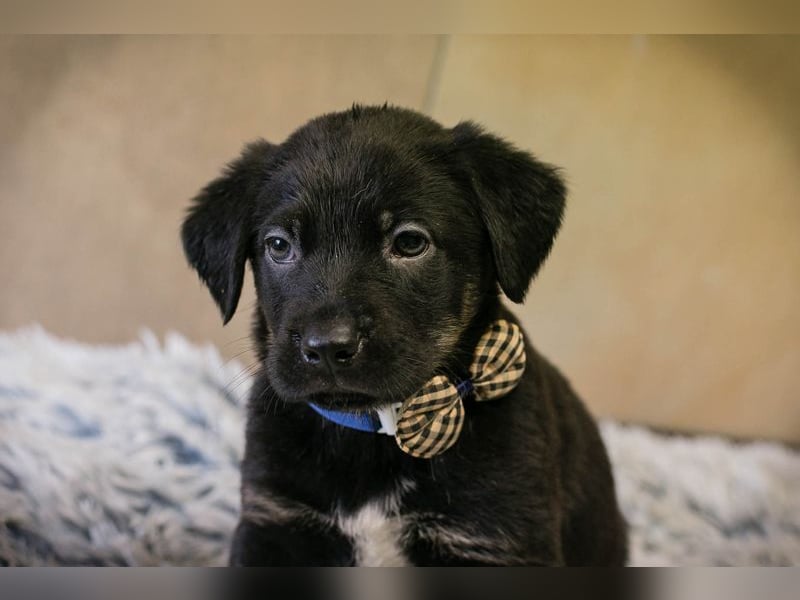 Milo sucht ein Zuhause