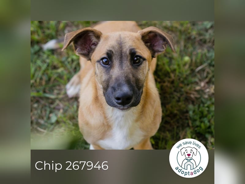 Chip 267946 sucht ein Zuhause