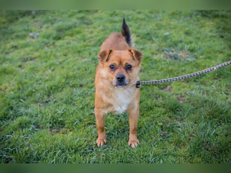 Chip 191148 sucht ein Zuhause