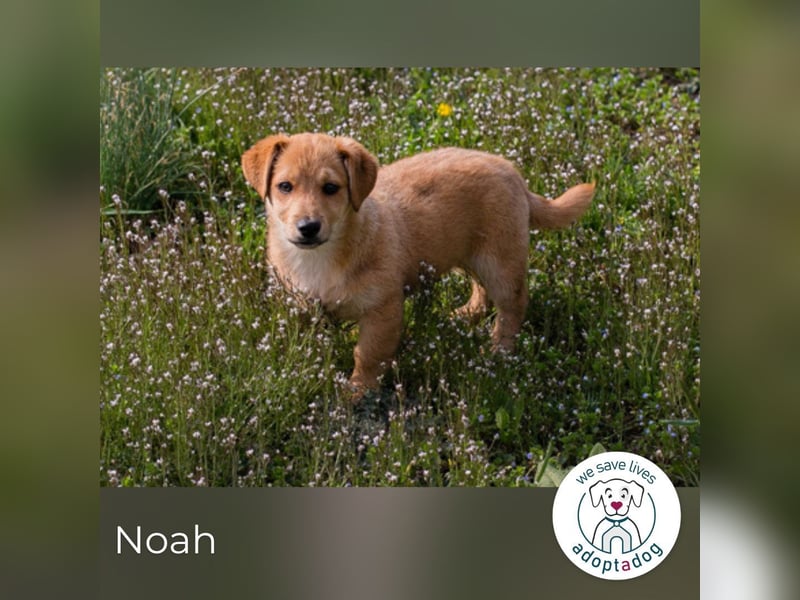 Noah sucht ein Zuhause