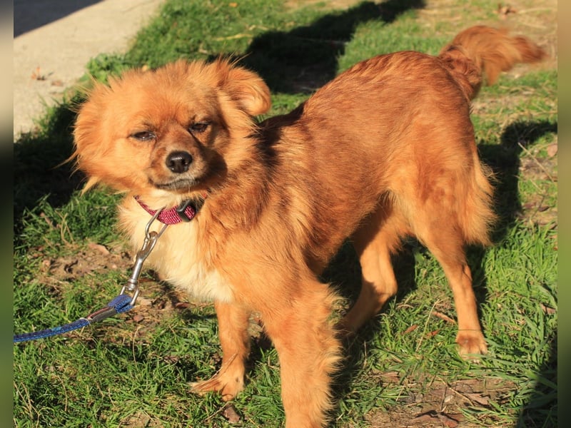 Tika: Liebevolles Kämpferherz