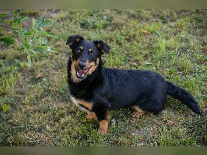 Chip 255969 sucht ein Zuhause
