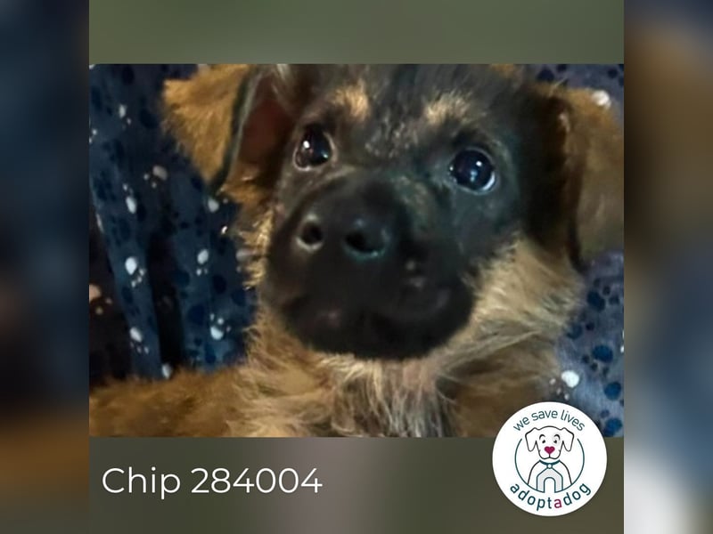Chip 284004 sucht ein Zuhause