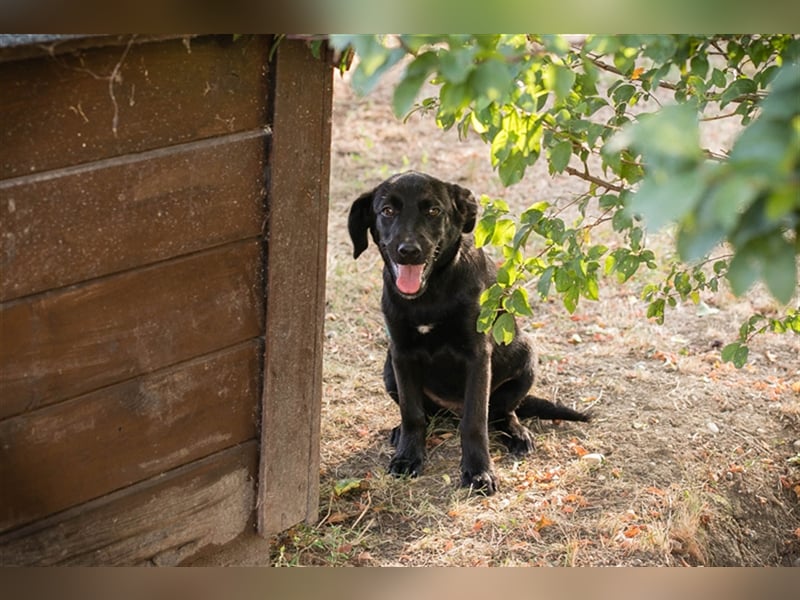 Chip 212614: Hundekind sucht ein Zuhause