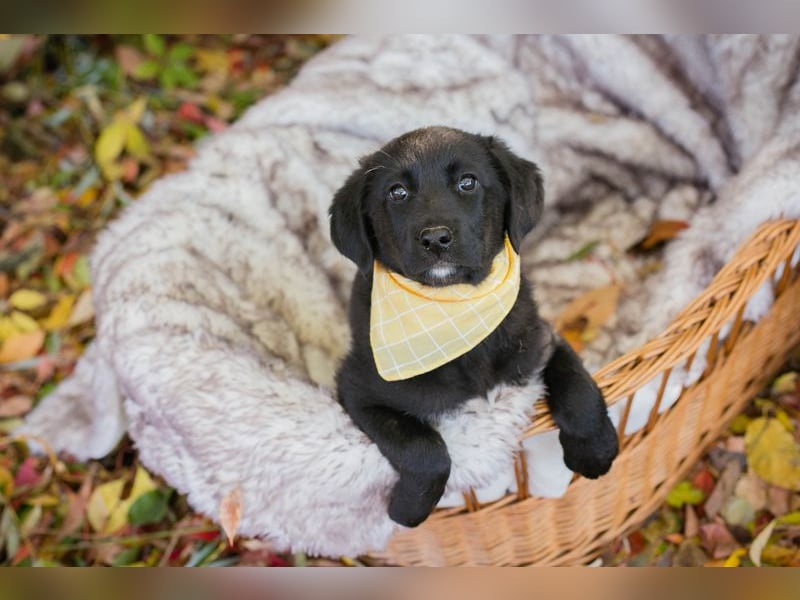 Chip 275179: Hundekind sucht ein Zuhause