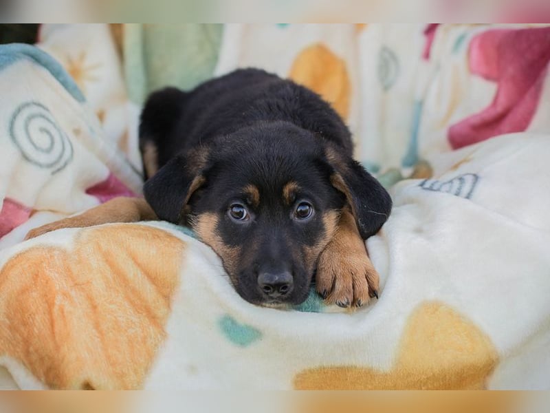 Chip 271308 sucht ein Zuhause