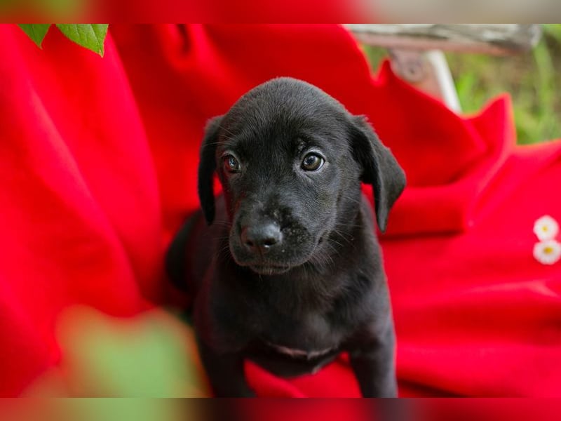Chip 255437 sucht ein Zuhause