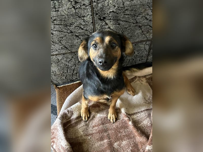 Averna: Zarte kleine Seele