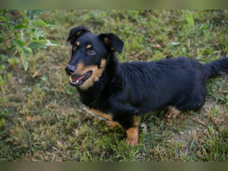 Chip 255969 sucht ein Zuhause