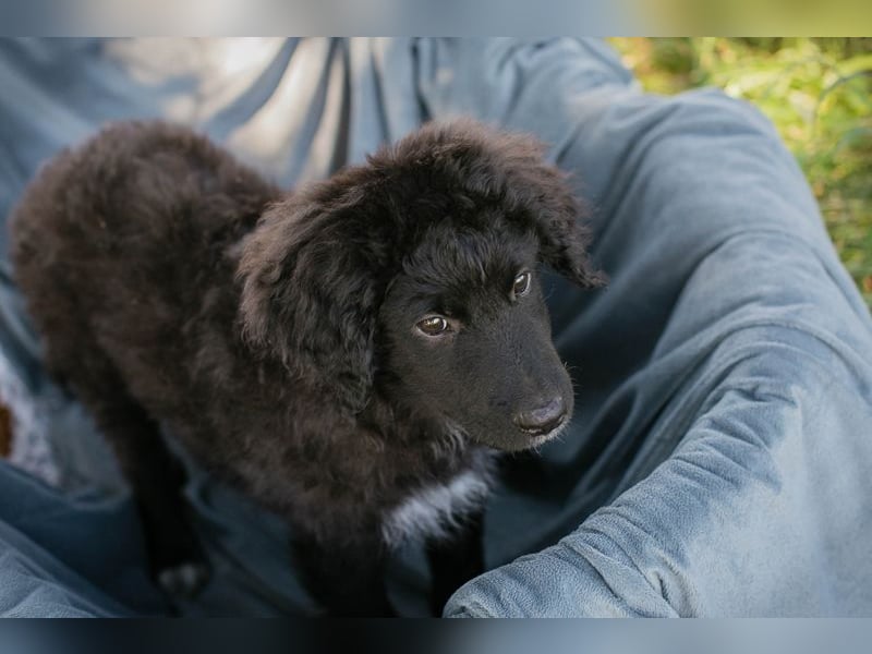 Chip 263454 sucht ein Zuhause