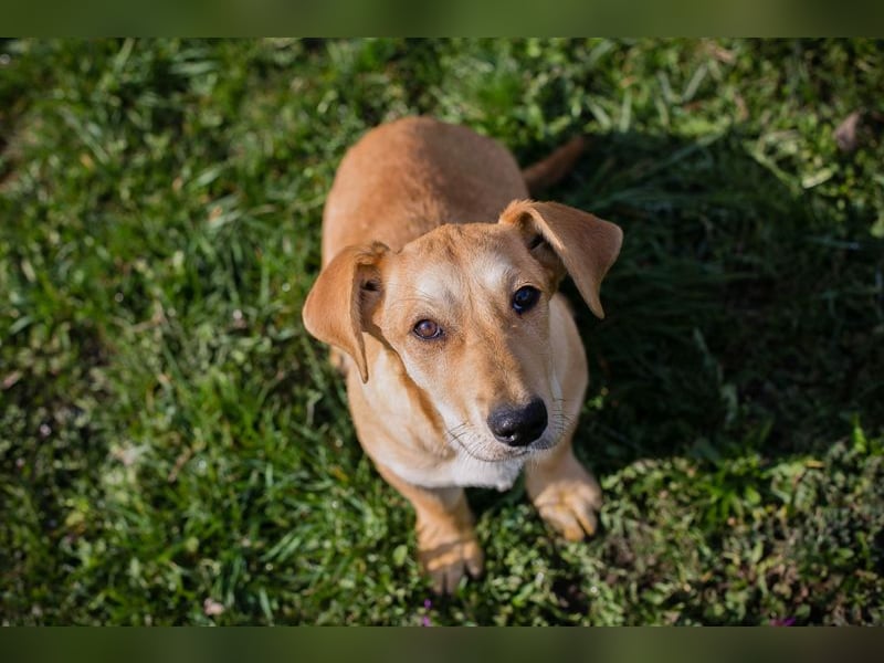 Chip 271750 sucht ein Zuhause