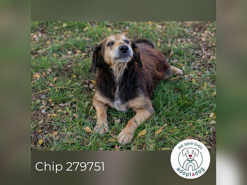 Chip 279751 sucht ein zu Hause