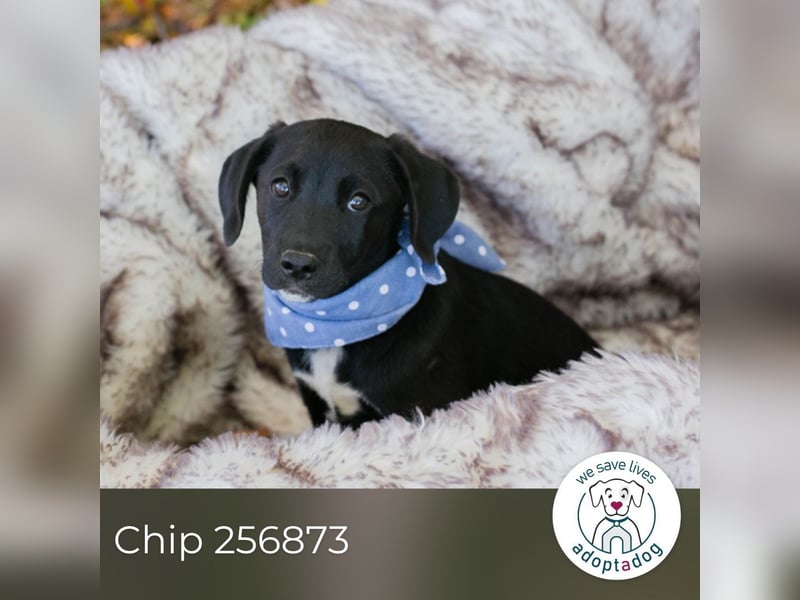 Chip 256873: Hundekind sucht ein Zuhause