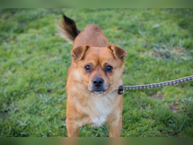 Chip 191148 sucht ein Zuhause