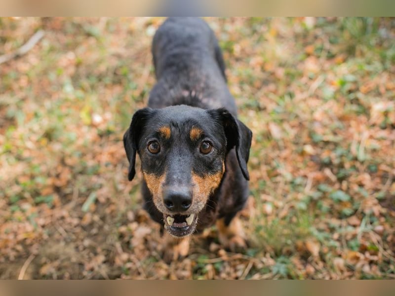 Chip 289995 sucht ein zu Hause