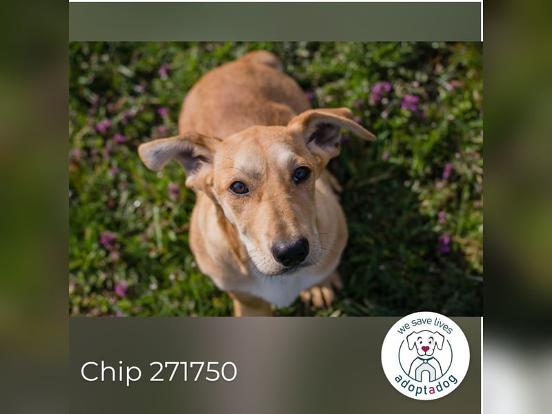 Chip 271750 sucht ein Zuhause