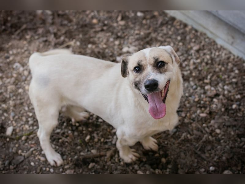 Chip 272077 sucht ein Zuhause