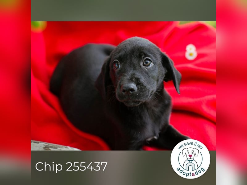 Chip 255437 sucht ein Zuhause