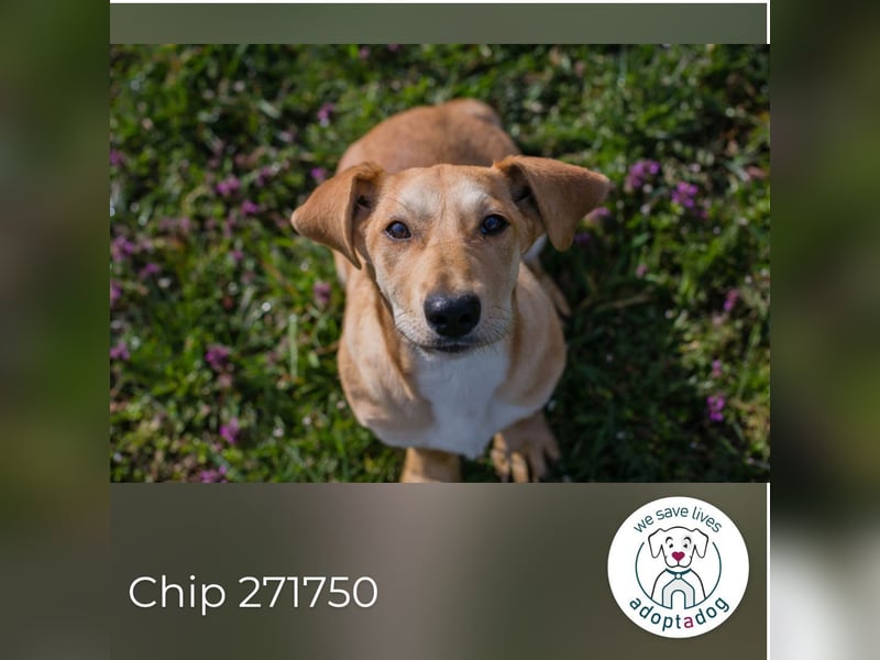 Chip 271750 sucht ein Zuhause