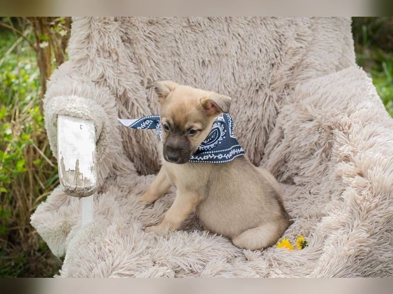 Jamie sucht ein Zuhause