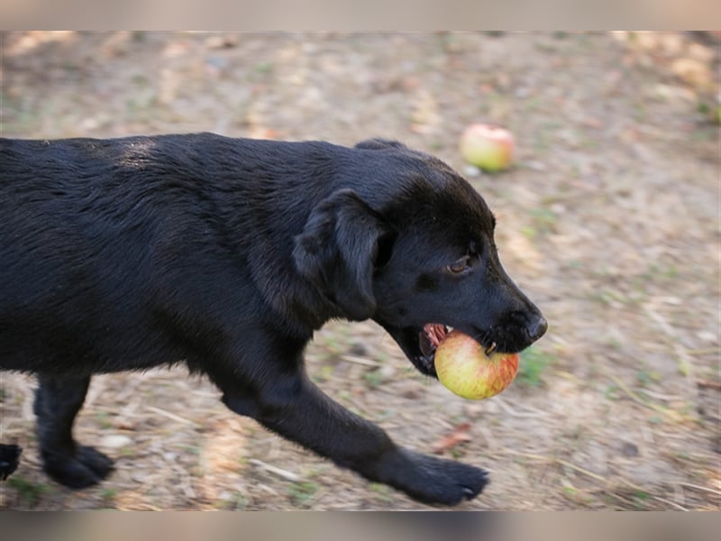 Chip 212614: Hundekind sucht ein Zuhause