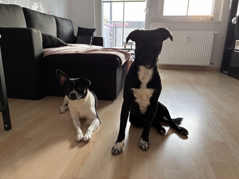 Piet sucht ein zu Hause
