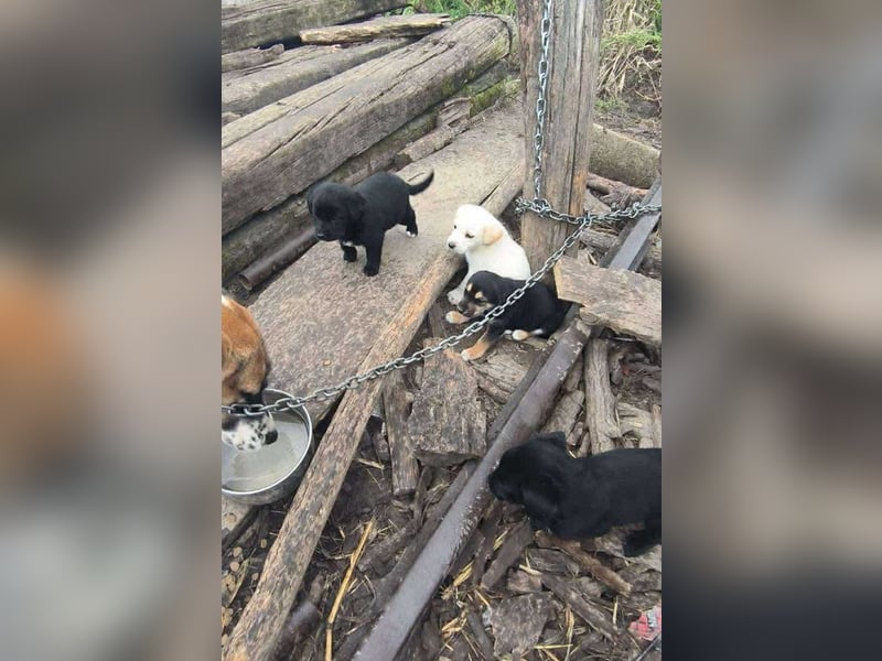 Chip 274368: Hundekind sucht ein Zuhause