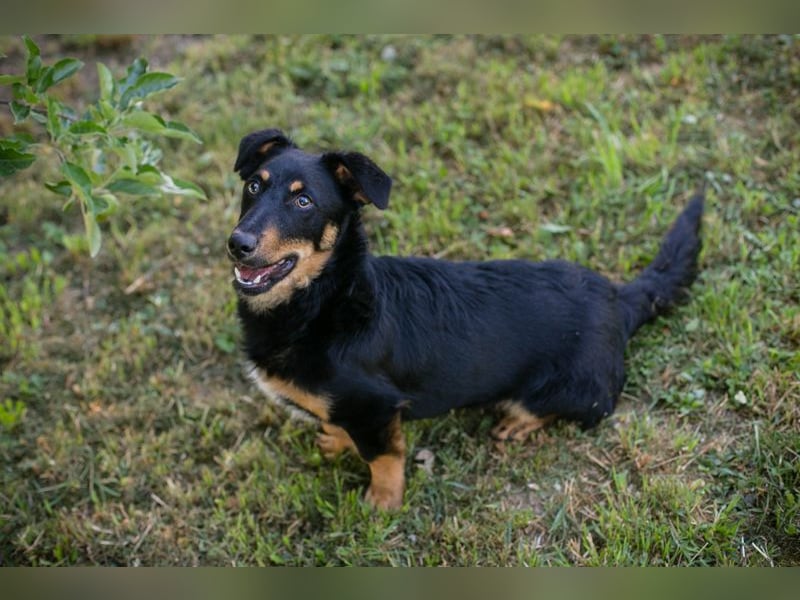 Chip 255969 sucht ein Zuhause