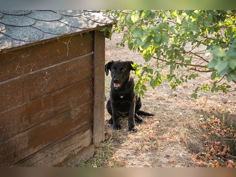 Chip 212614: Hundekind sucht ein Zuhause