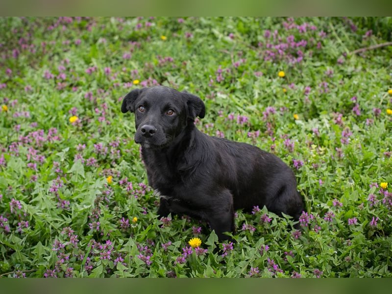 Chip 272023 sucht ein Zuhause