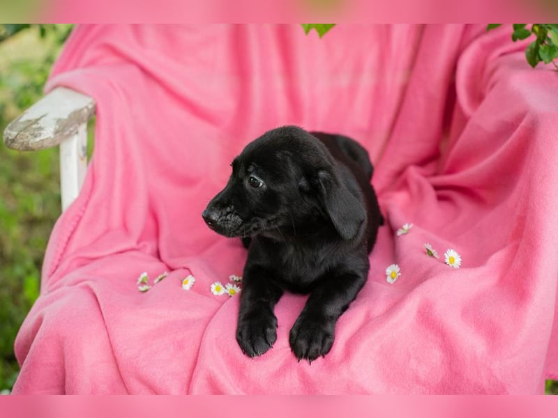 Chip 257531 sucht ein Zuhause