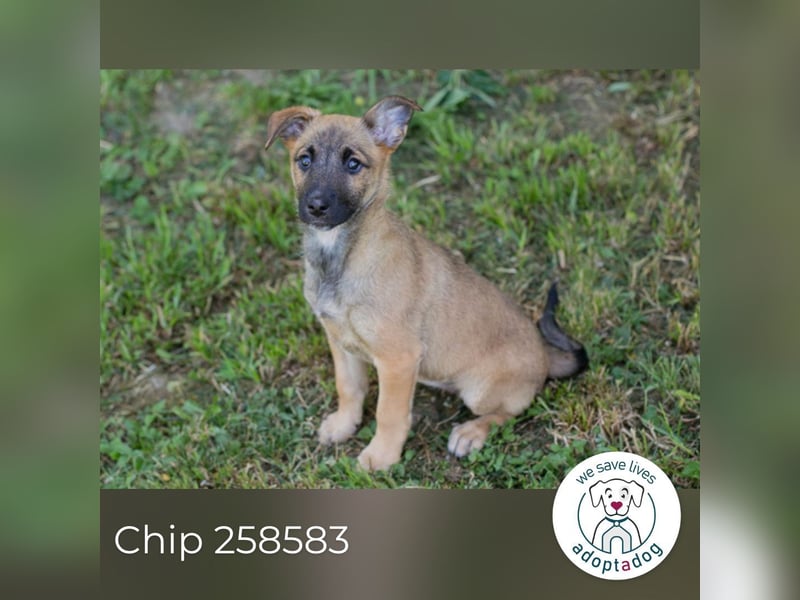Chip 258583 sucht ein Zuhause