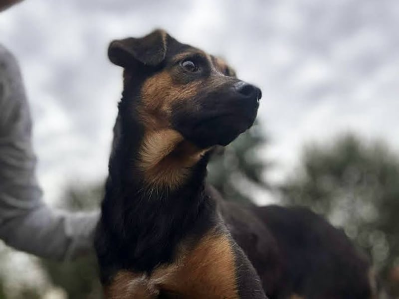 Averna: Zarte kleine Seele