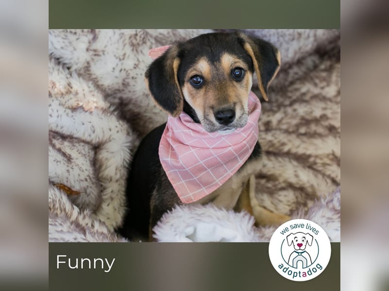 Funny: Hundekind sucht ein Zuhause