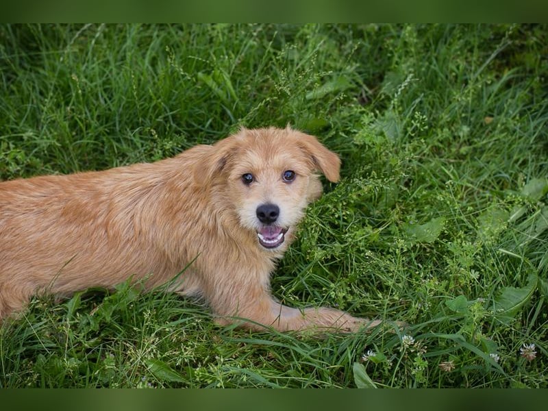 Chip 274819 sucht ein Zuhause