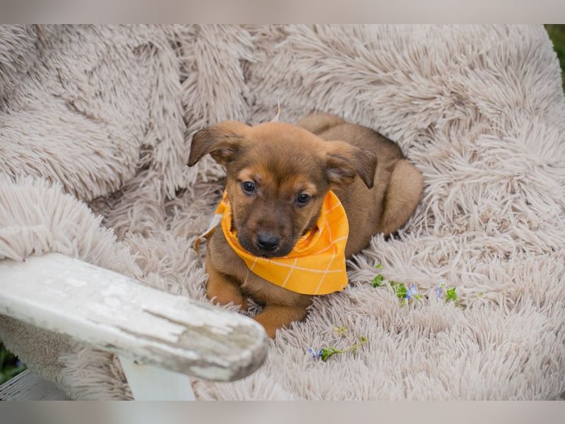 Chip 271439 sucht ein Zuhause