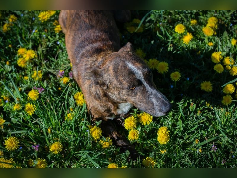 Chip 255560 sucht ein Zuhause