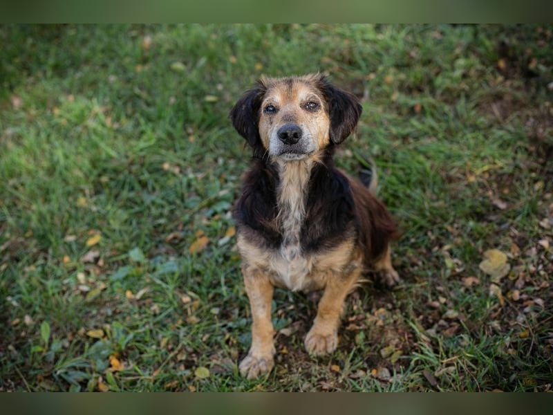 Chip 279751 sucht ein zu Hause