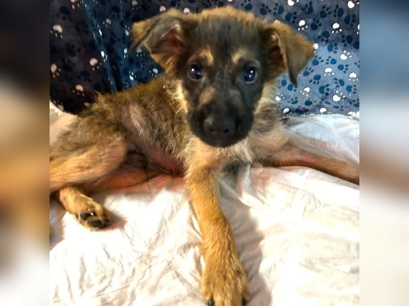 Chip 284004 sucht ein Zuhause
