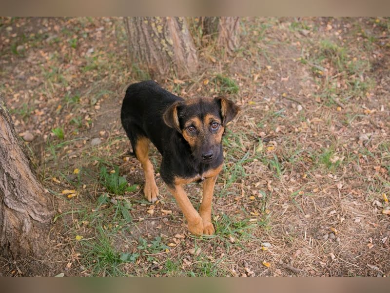 Averna: Zarte kleine Seele